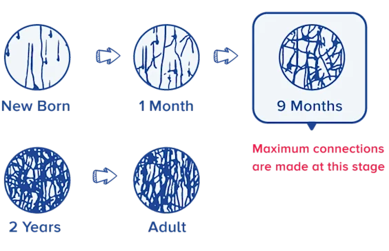 https://eurokidsthrissur.com/wp-content/uploads/2024/12/Brain-development-progression.webp